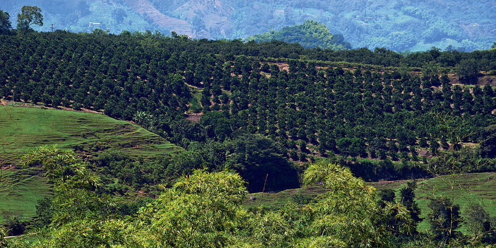 Hacienda Bambusa El Caimo Dış mekan fotoğraf